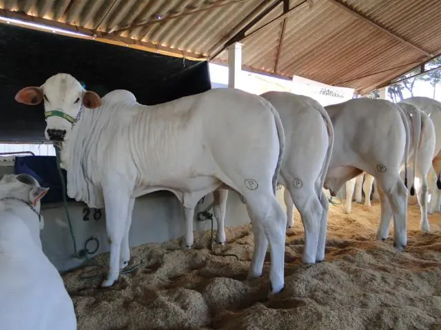 Fazendas à Venda em Avaré - SP