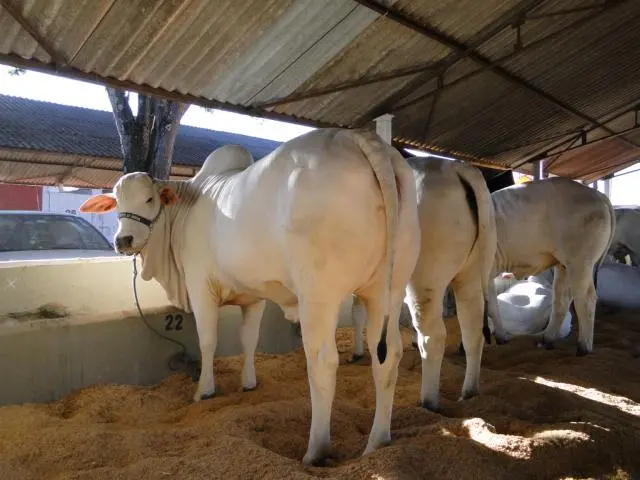 Fazendas à Venda em Avaré - SP