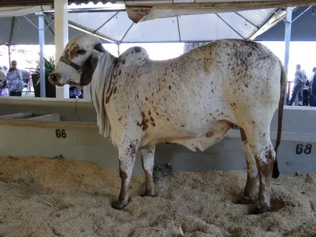 Fazendas à Venda em Avaré - SP