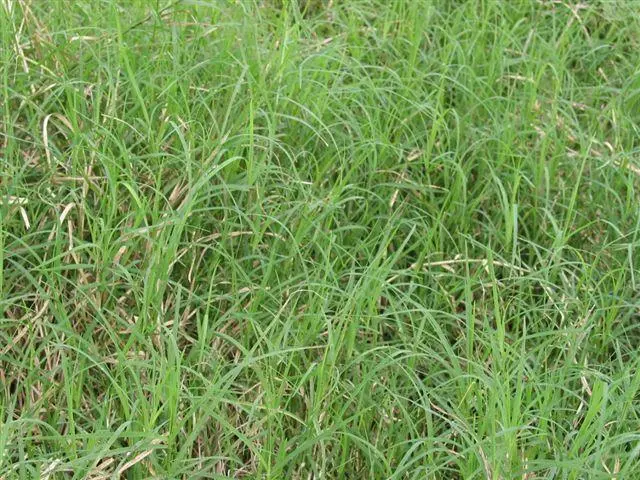 SEMENTES À VENDA - SEMENTES DE CAPIM CYNODON DACTYLON CD 90160