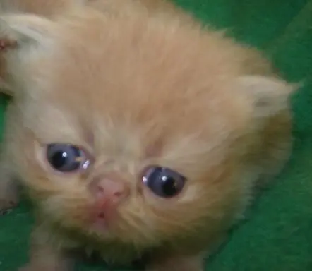 filhotes de gatos persa a venda