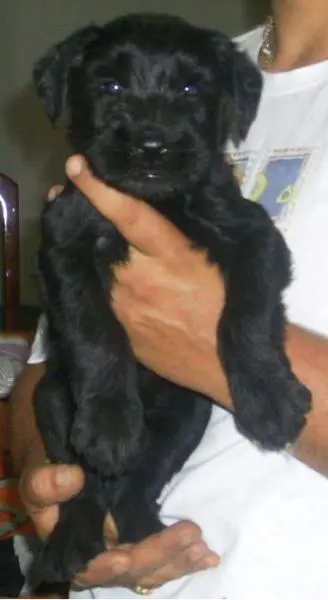 SCHNAUZER GIGANTE - VENDO FILHOTES