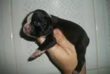 lindos filhotes de BOSTON TERRIER