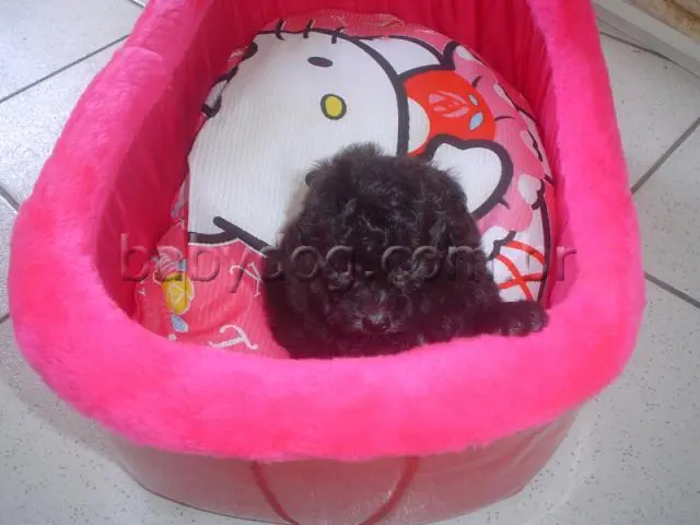 Lindos filhotes de Poodle Micro-Toy com Pedigree e do Canil Barrauthy