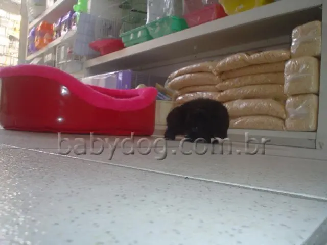 Lindos filhotes de Poodle Micro-Toy com Pedigree e do Canil Barrauthy