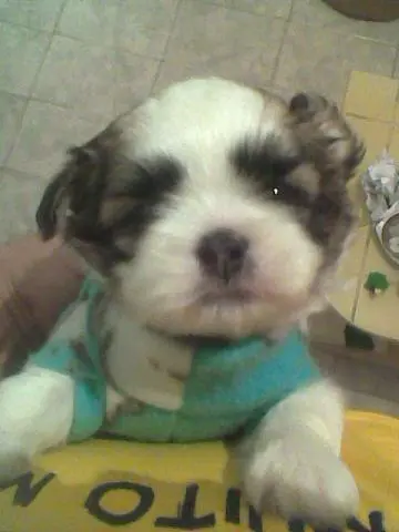 SHIH TZU MENOR TAMANHO - ÓTIMO PEDIGREE