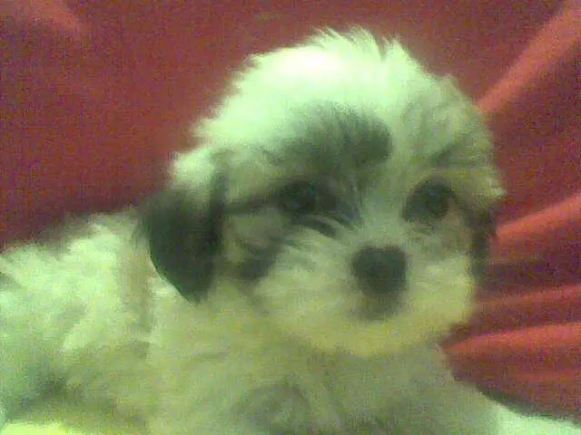 Lhasa Apso Filhotes