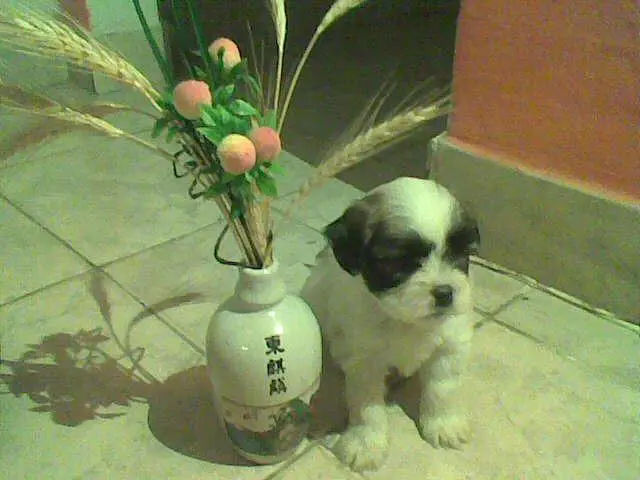 Lhasa Apso Filhotes
