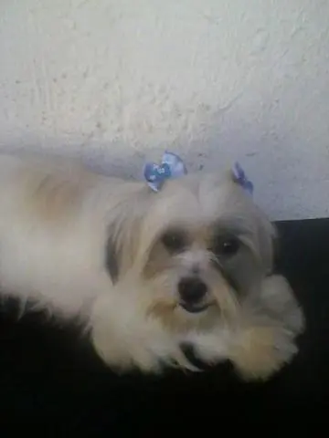 Lhasa Apso Filhotes
