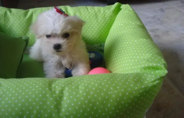 Canil especializado em Maltês / Shih tzu e Lhasa Apso