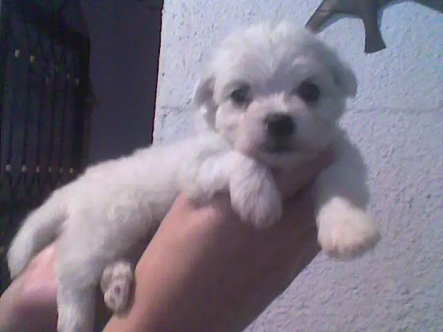 Canil especializado em Maltês / Shih tzu e Lhasa Apso
