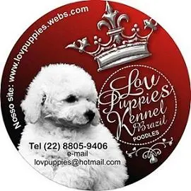 POODLE MICRO E POODLE TOY ESPECIALIZADO EM POODLES LOVPUPPIES KENNEL