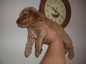 COCKER SPANIEL INGLES FILHOTE