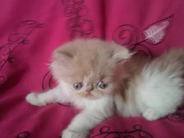 Aqui sua festa continuar filhote de gato persa a venda