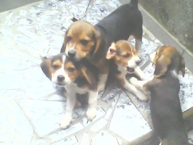 beagles