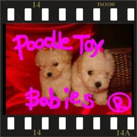 POODLE MICRO E POODLE TOY ESPECIALIZADO EM POODLES LOVPUPPIES KENNEL