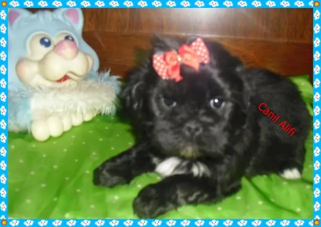 lindos filhotes de lhasa apso