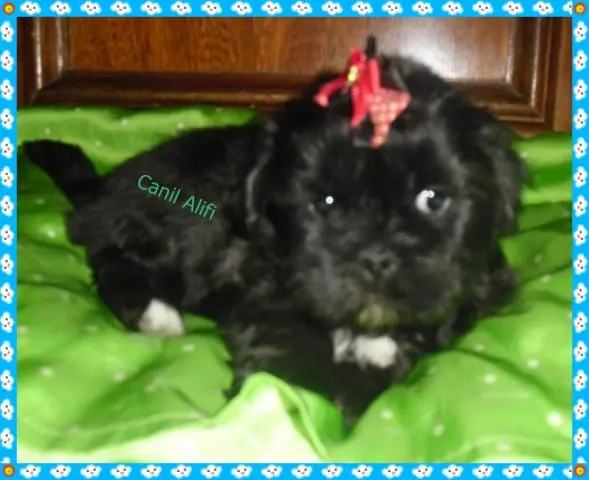 lindos filhotes de lhasa apso
