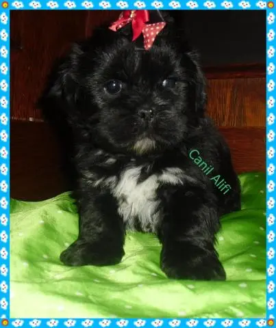 lindos filhotes de lhasa apso