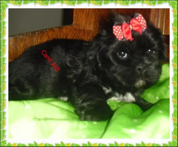 lindos filhotes de lhasa apso