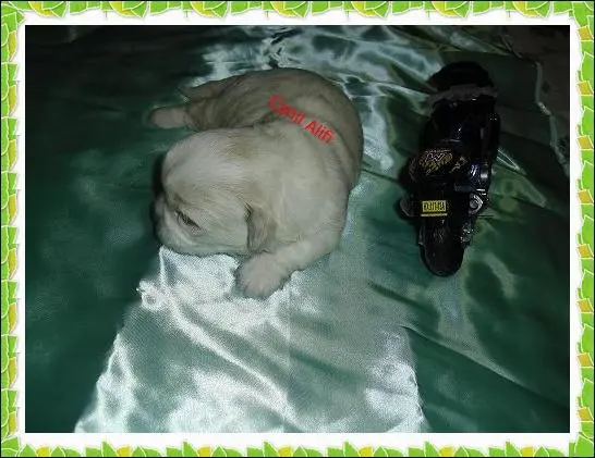 lindos filhotes de shi tzu