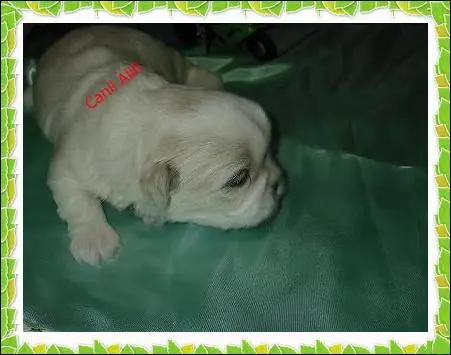 lindos filhotes de shi tzu