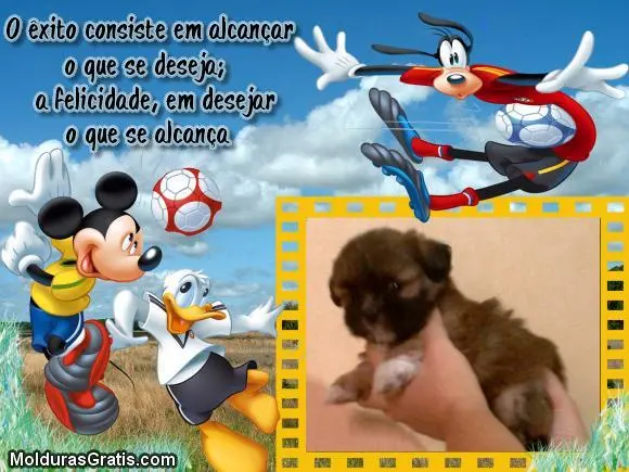 Vendo lindo Filhote de Lhasa macho Mogno - Lindo cor rara