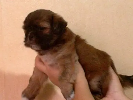 Vendo lindo Filhote de Lhasa macho Mogno - Lindo cor rara