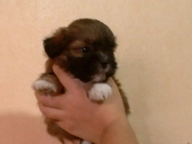 Vendo Lindo Lhasa Mogno machinho