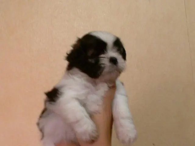 Vendo Shih-Tzu Femea tricolor