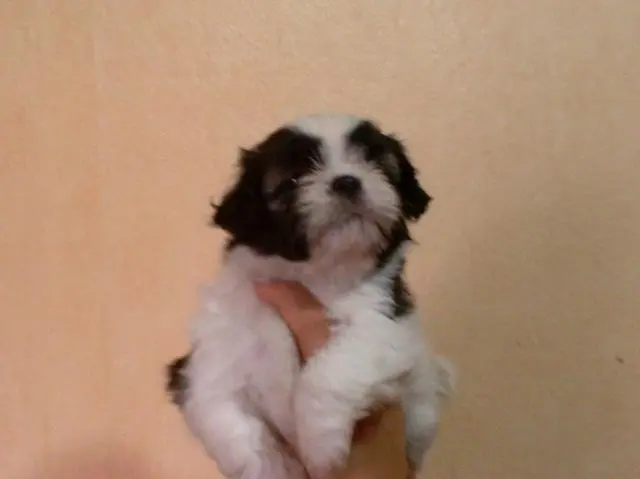 Vendo Shih-Tzu Femea tricolor