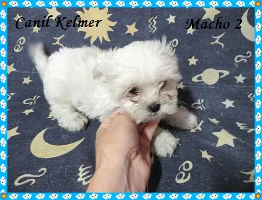 Maltes / Shih-tzu e Yorkshire