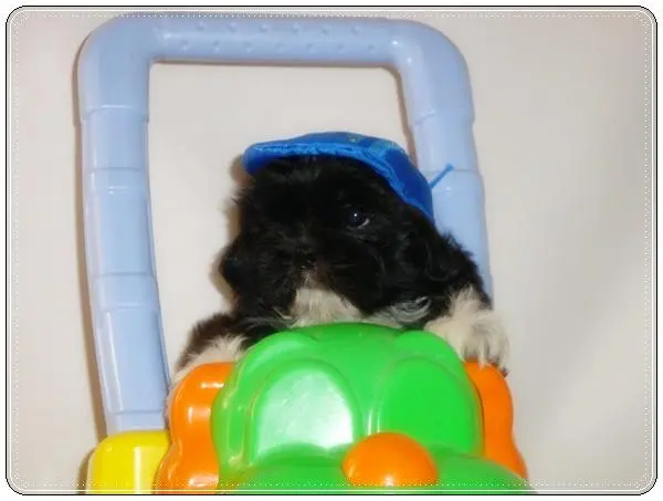 Adoraveis machinhos de shih tzu a venda