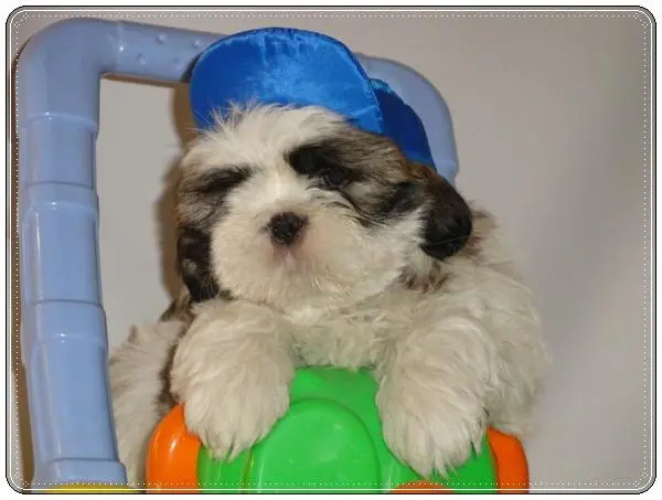 Adoraveis machinhos de shih tzu a venda