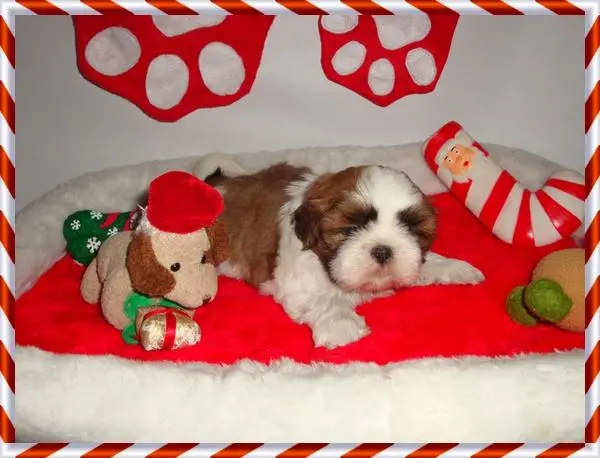 Shih tzu filhotes de shih tzu filhote de shih tzu