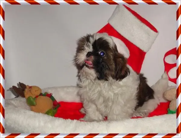Shih tzu filhotes de shih tzu filhote de shih tzu