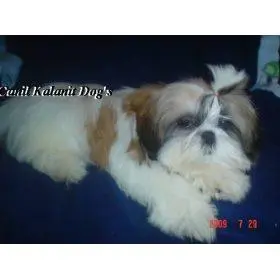 FILHOTES SHIH TZU COM OTIMA QUALIDADE
