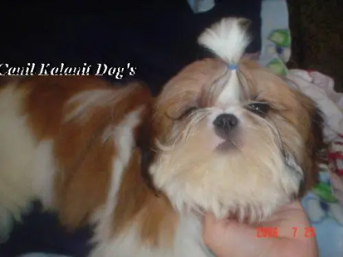 FILHOTES SHIH TZU COM OTIMA QUALIDADE