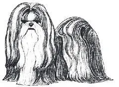 FILHOTES SHIH TZU COM OTIMA QUALIDADE