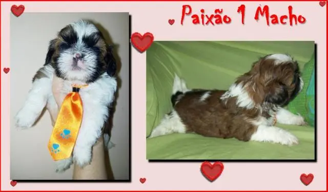 filhote shih tzu macho femea pedigree sao goncalo itaborai niteroi rio de janeiro