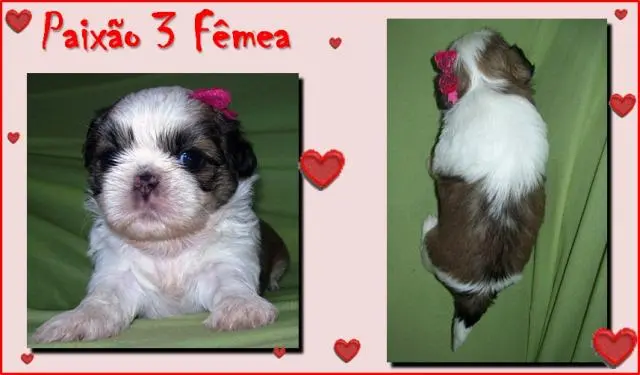 filhote shih tzu macho femea pedigree sao goncalo itaborai niteroi rio de janeiro