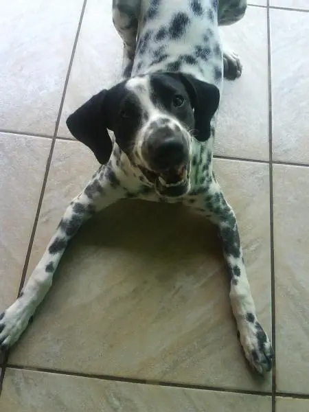 Tenho um Dalmata Macho e procura uma namorada