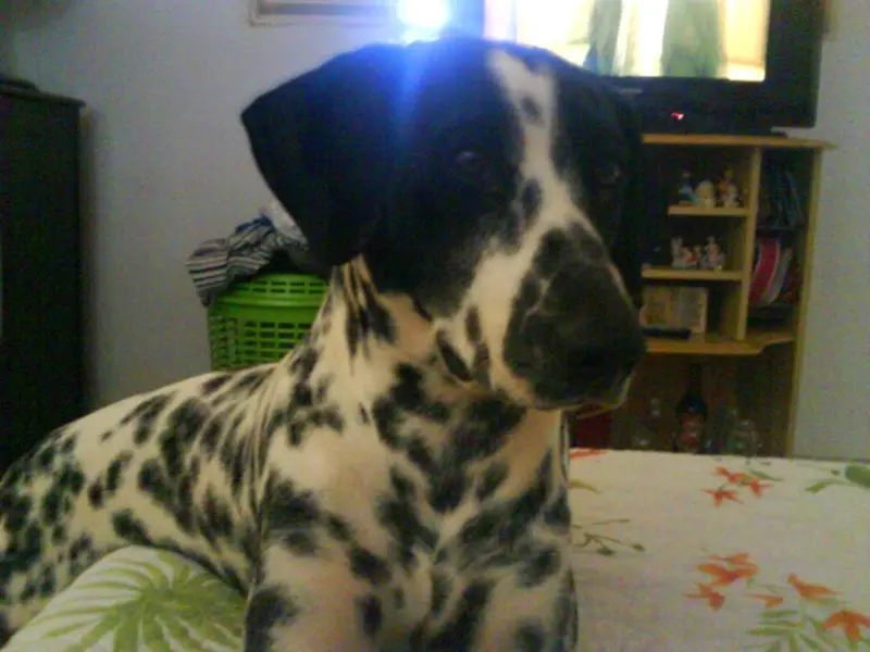 Tenho um Dalmata Macho e procura uma namorada