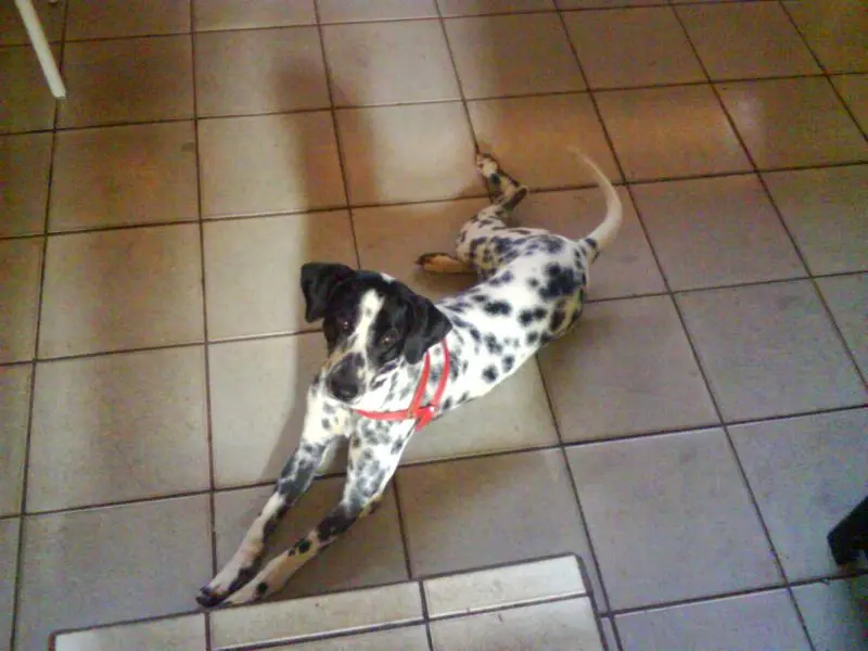 Tenho um Dalmata Macho e procura uma namorada
