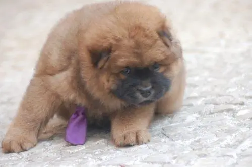 vendo filhote de chow chow