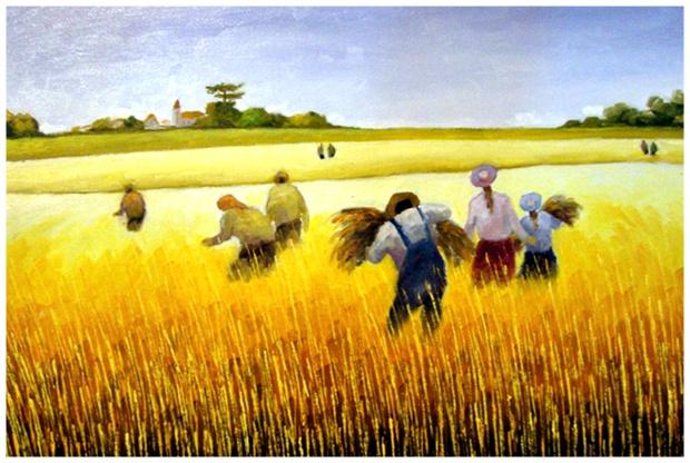 colheita do trigo
