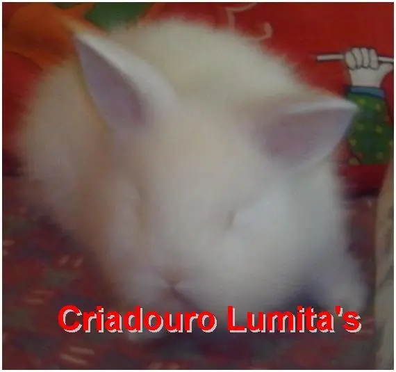 coelhos mini lion
