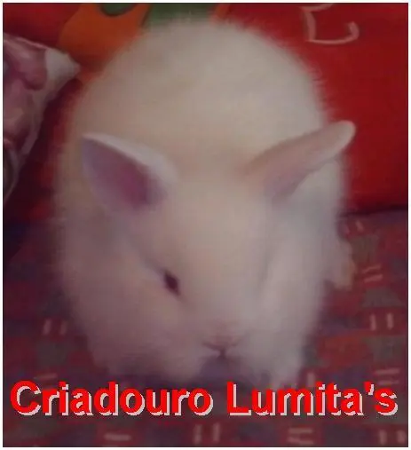 coelhos mini lion