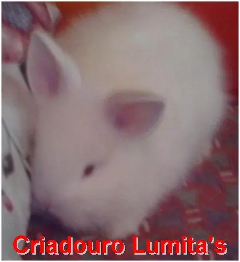 coelhos mini lion