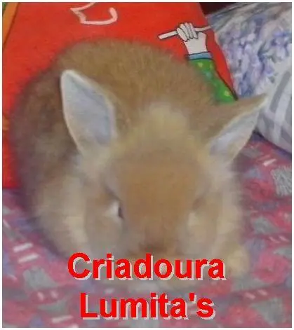 coelhos mini lion